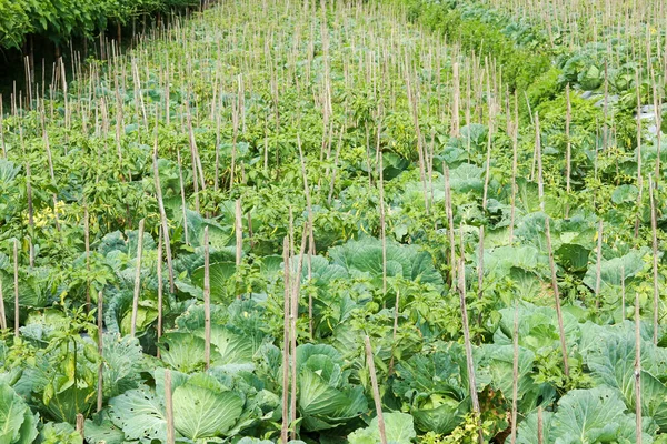 Kålväxter Redo För Skörd Trädgården Färsk Sallad Savojkål Brassica Tolererar — Stockfoto