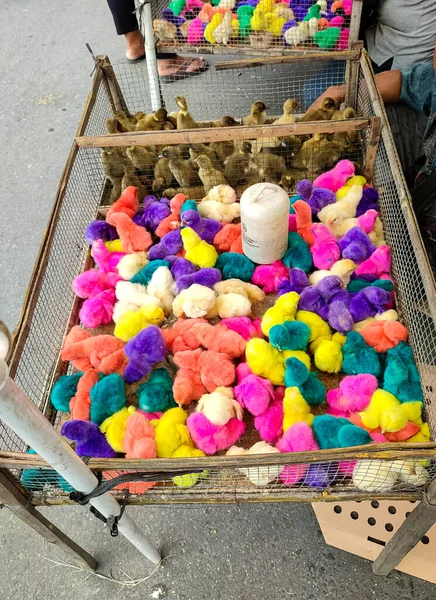 Kafeslerde satılan renkli yavru sürüleri.. 