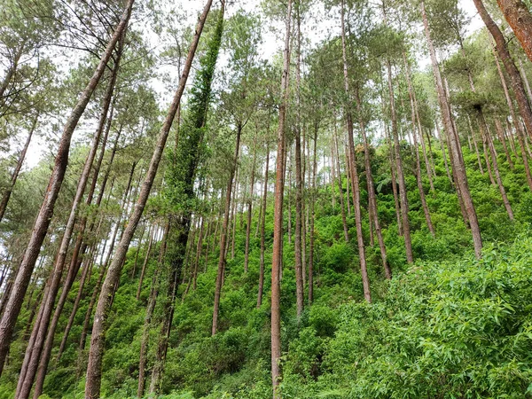 Pineta Albero Torreggiante Natura Libera Inquinamento Atmosfera Ancora Bella Foresta — Foto Stock