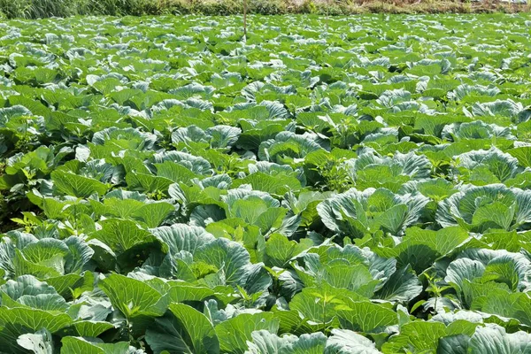 Cabbage plants ready for harvest in the garden. Fresh lettuce. Savoy Cabbage. Brassica olerace Capitata group. Autumn farm. panoramic view of cabbage garden in vegetable field in early morning.