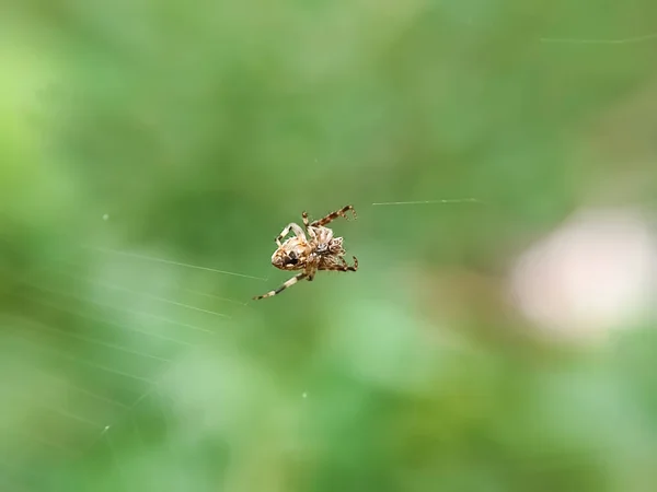 专注于蜘蛛的某个特定部分 蜘蛛网 蜘蛛网 Argiope Appensa 种Araneidae 模糊的背景 宏观摄影 靠近点 — 图库照片