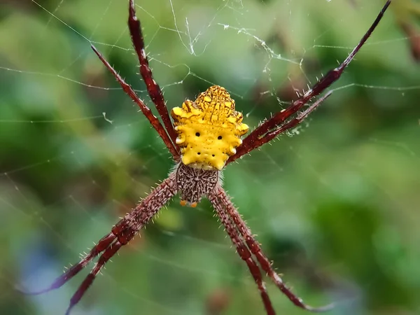 Зосередитися Певній Частині Павука Павутинні Мережі Argiope Apinas Вид Родини — стокове фото
