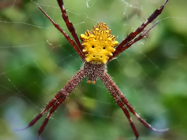 거미의 부분에 초점을 스파이더 Argiope Appensa Araneidae 합니다 매크로 가까이 — 스톡 사진