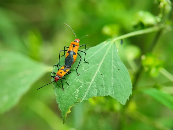 stock image shoots or ladybugs. species of the Pyrrhocoridae family. insect on green leaf. close up, being a plant pest. insect mating. macro photography.