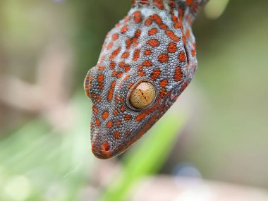Gecko evinin portresini kapat. Küçük böceksi sürüngenler. Evcil hayvan, sürüngen. makro fotoğrafçılık.