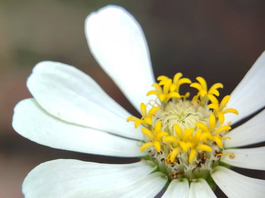 Kapalı manzara Çiçek açan güzel çiçek. Zinia Anggun Çiçekleri, Zinnia Elegans. Asteraceae türü. makro fotoğrafçılık.