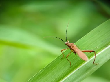 Bitkilerin üzerindeki tahtakuruları. Leptocorisa bilimsel adı, Alydidae ailesinden. Yeşil yapraklı böceğe yaklaş. makro fotoğrafçılık.