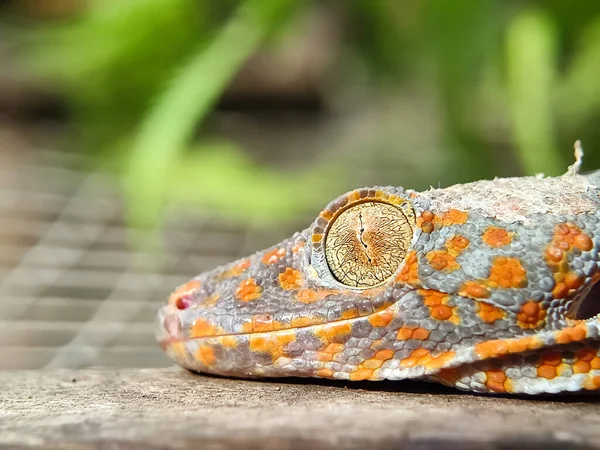 Gecko 파충류입니다 동물이야 매크로 — 스톡 사진