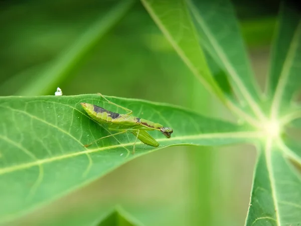 叶上的蚱蜢 绒毛虫亚目昆虫 绿叶上的昆虫 靠近植物上的蚱蜢 宏观摄影 — 图库照片