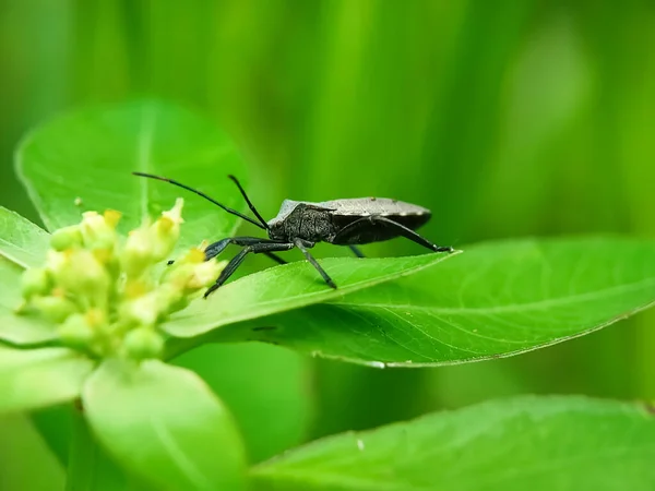 Yaprağın Üzerinde Çekirge Caelifera Nın Alt Sınırındaki Böcekler Yeşil Yapraklı — Stok fotoğraf