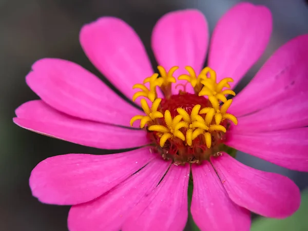 Kapalı manzara Çiçek açan güzel çiçek. Zinia Anggun Çiçekleri, Zinnia Elegans. Asteraceae türü. makro fotoğrafçılık.