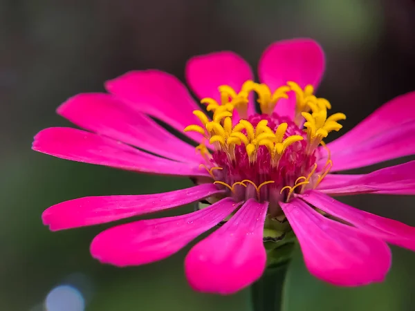 Kapalı manzara Çiçek açan güzel çiçek. Zinia Anggun Çiçekleri, Zinnia Elegans. Asteraceae türü. makro fotoğrafçılık.