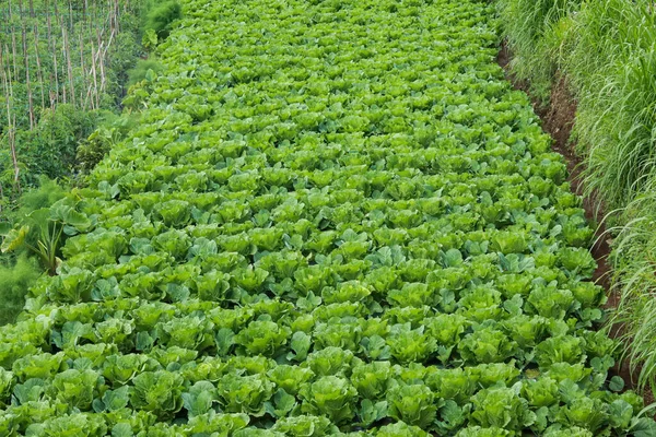 Plantas Col Listas Para Cosecha Jardín Lechuga Fresca Savoy Cabbage — Foto de Stock