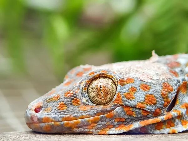 close up portrait of house gecko. small insectivorous reptiles. pet, creep. macro photography.