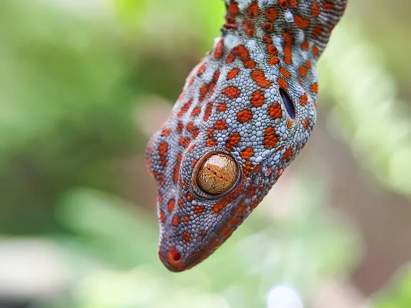 Nahaufnahme Porträt Eines Hausgeckos Kleine Insektenfressende Reptilien Haustier Kriechen Makrofotografie — Stockfoto