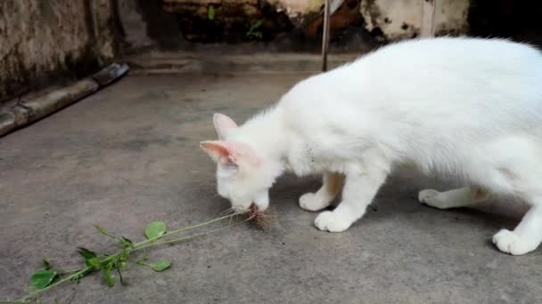 Μια Λευκή Γάτα Τρώει Ρίζες Φυτών Φυσική Θρεπτική Τροφή Για — Αρχείο Βίντεο