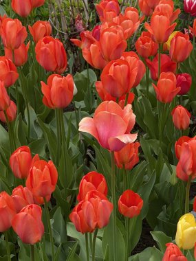 Yeşillikteki diğer kırmızı ve güzel lalelerin yanında kızaran kırmızı bir lale. Ve içlerinden biri de sarı. Güzel!