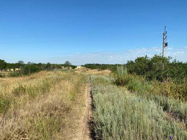 Wild field weed flowers against the background of brown dry grass on an autumn day