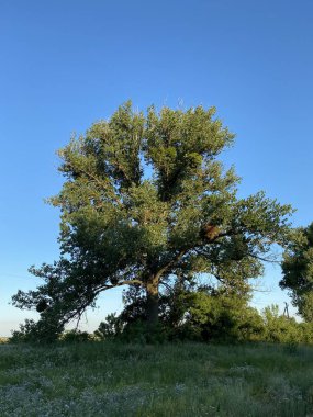 Large green oak tree against the blue sky and green grass.