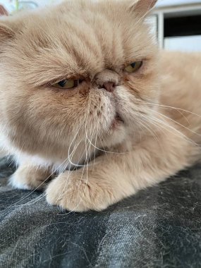 Light brown cat on a dark mat close-up