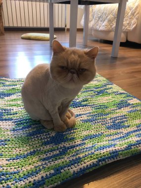 A light brown cat sits on a green mat on the floor and looks at the camera