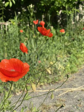Large bright red poppies against the background of grass and green leaves and a gray path near the flowerbed