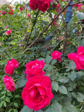Large red roses close-up against the background of green leaves portrait.