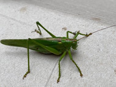 Big grasshopper green with brown on a gray background close-up