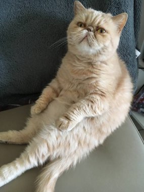 Hairy exotic Persian cat sits in an unusual position on a gray chair and looks directly at you.