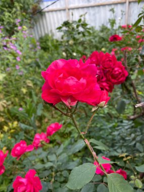 Large red roses close-up against the background of green leaves portrait.