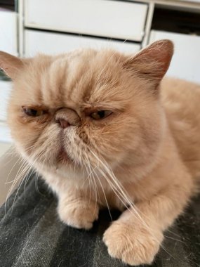 The exotic Persian cat is lying on a gray mat close-up.