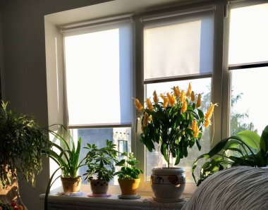 Homemade blooming flowers on the windowsill with a window covered with sun curtains