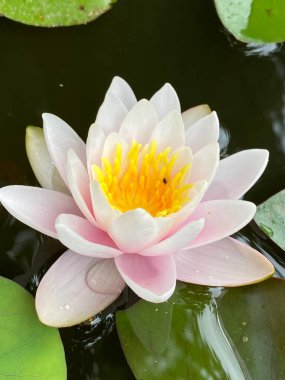 A large white water lily flower with yellow stamens against the background of body and green leaves close-up.
