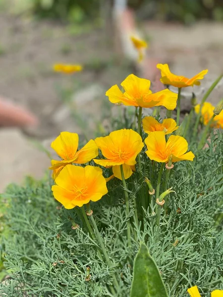 Beautiful yellow poppies against the background of green leaves with a blurred background close-up