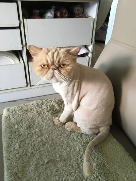A haircut cat of the Exotic Persian breed sits on a mat on a chair in the kitchen and looks at the camera.