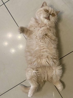 Egzotik Farsça 'nın koridorundaki parlak bir fayansta sırt üstü yatan kedi çok sevimli..