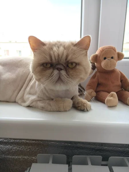 A haircut light exotic Persian cat lying on the windowsill next to a brown toy monkey.