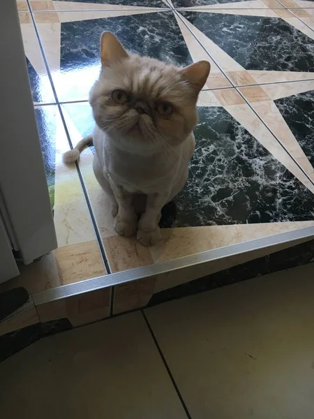 A haircut exotic Persian cat on a tiled floor with a beautiful pattern in the kitchen looking directly into the camera.