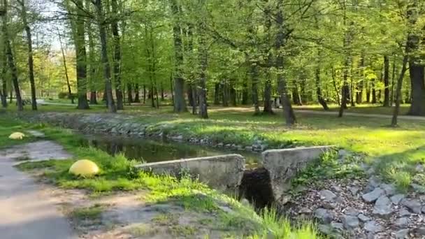 夏日城市公园里的溪流 绿树成荫 — 图库视频影像