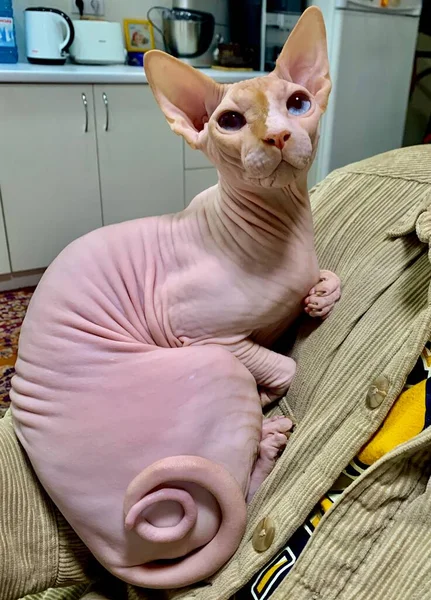 Bald Sphinx Cat Sits Owner Arms Corduroy Sweater Pet — Stok fotoğraf