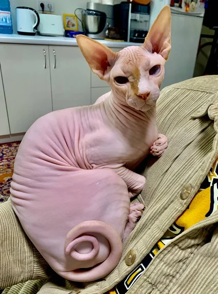 Bald Sphinx Cat Sits Owner Arms Corduroy Sweater Pet — стоковое фото