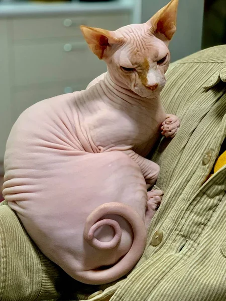 Bald Sphinx Cat Sits Owner Arms Corduroy Sweater Pet — ストック写真