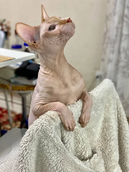 Seekor Kucing Sphinx Botak Duduk Kursi Dan Meletakkan Cakarnya Tepi — Stok Foto