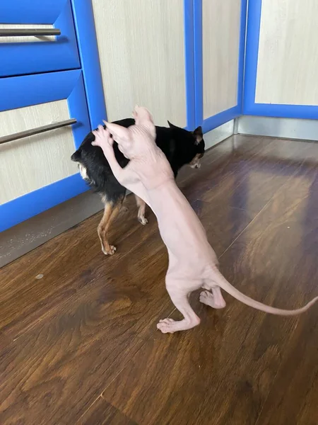 Ein Katzenbaby Der Rasse Sphinx Spielt Mit Einem Kleinen Hund — Stockfoto
