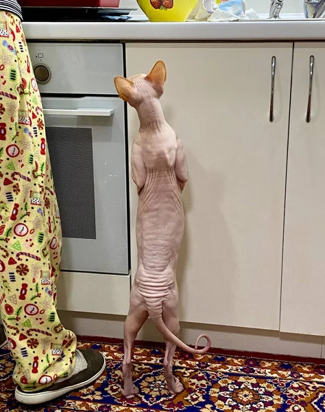 Łysy Kot Sfinksa Stoi Tylnych Nogach Kuchni Prosi Jedzenie Kochankę — Zdjęcie stockowe