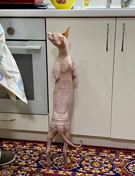 A bald Sphinx cat stands on his hind legs in the kitchen asking for food from his mistress
