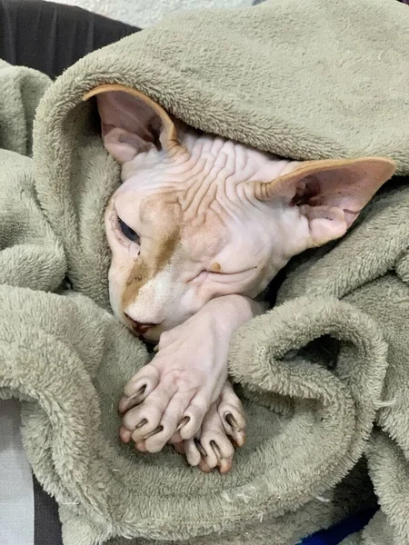 Gato Esfinge Calvo Duerme Dulcemente Debajo Manta Pone Cara Sobre — Foto de Stock