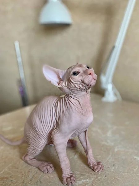스핑크스의 대머리 고양이 고양이 — 스톡 사진