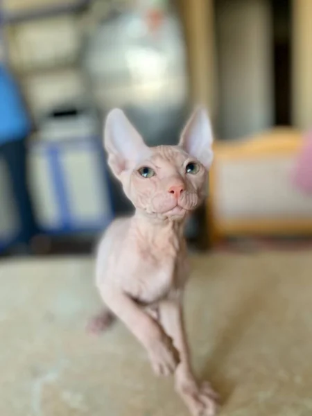 Gato Careca Raça Sphinx Pequeno Retrato Gatinho — Fotografia de Stock