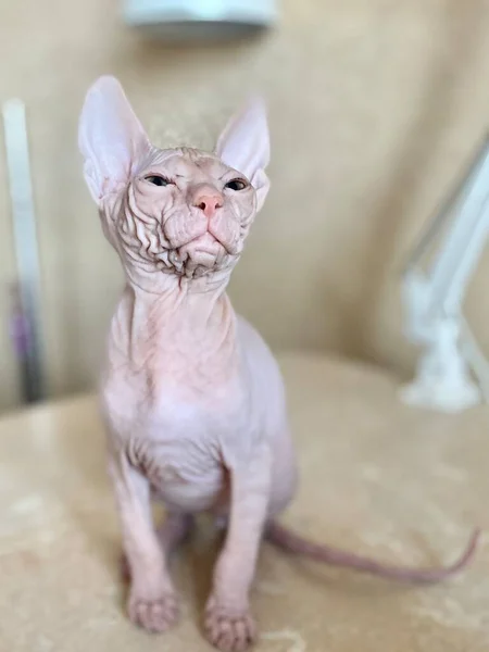Gato Careca Raça Sphinx Pequeno Retrato Gatinho — Fotografia de Stock